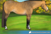 Horse Color:Buckskin 