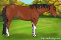Horse Color:Bay Tobiano 