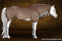 Horse Color:Silver Bay Splash 