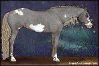 Horse Color:Liver Chestnut Frame Appaloosa 