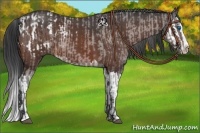 Horse Color:Bay Roan Sabino Splash Appaloosa and Bay Roan Sabino Splash