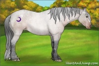 Horse Color:Brown Roan Appaloosa 