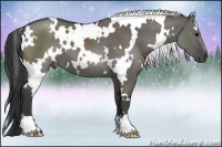 Horse Color:White Spotted Grullo
