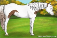 Horse Color:Chestnut Splash Tobiano