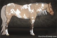 Horse Color:White Spotted Silver Bay Roan Dun 