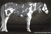 Horse Color:White Spotted Black Splash Appaloosa 
