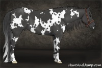 Horse Color:White Spotted Smoky Black