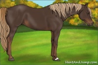 Horse Color:Liver Chestnut