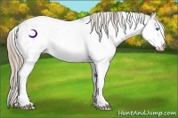 Horse Color:Liver Red Dun Ice Sabino Splash 