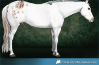 Horse Color:Brown Sabino Splash Appaloosa  and Bay Sabino Splash Appaloosa 