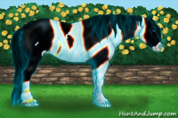 Horse Color:Gray Thunderstruck Buckskin Ice Pearl Splash Snowcap Rabicano 