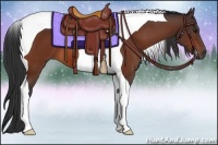 Horse Color:Bay Tobiano 