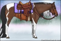 Horse Color:Bay Tobiano 