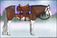 Horse Color:Bay Splash 