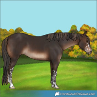 Horse Color:White Spotted Liver Chestnut  and Brown Sabino 
