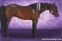Horse Color:White Spotted Bay 