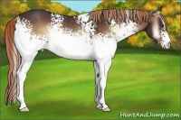 Horse Color:White Spotted Liver Red Onyx Rabicano