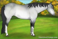 Horse Color:Bay Chinchilla Rabicano 