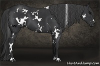 Horse Color:White Spotted Black