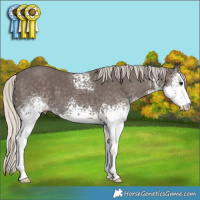 Horse Color:White Spotted Silver Smoky Black Sabino 