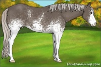 Horse Color:White Spotted Silver Smoky Black Sabino 