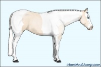 Horse Color:Silver Buckskin Roan Pearl Splash Tobiano 