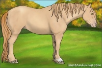 Horse Color:Gold Champagne 