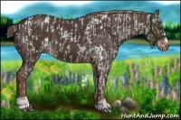 Horse Color:Liver Chestnut Sabino Splash Appaloosa and Liver Chestnut Sabino