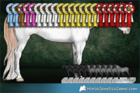 Horse Color:Blue Roan Appaloosa 
