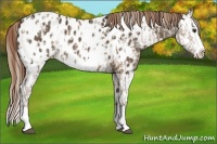 Horse Color:Liver Red Dun Sabino Splash Appaloosa  and Liver Chestnut Sabino Splash Appaloosa 