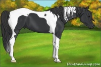 Horse Color:Black Tobiano 