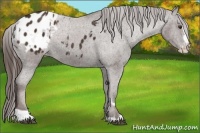 Horse Color:Liver Chestnut Sabino Splash Appaloosa  and Liver Chestnut Sabino Appaloosa 