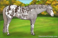 Horse Color:Liver Chestnut Sabino Splash Appaloosa and Liver Chestnut Sabino Splash Appaloosa