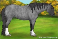 Horse Color:Smoky Blue Roan 