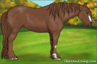 Horse Color:Chestnut Frame 