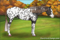 Horse Color:Liver Chestnut Sabino Splash Appaloosa and Gray Liver Chestnut Sabino Splash Appaloosa