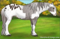 Horse Color:Liver Chestnut Sabino Splash Appaloosa and Liver Chestnut Sabino Splash Appaloosa
