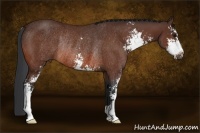 Horse Color:Bay Sabino Rabicano 