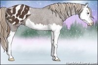 Horse Color:Liver Chestnut Splash Appaloosa 