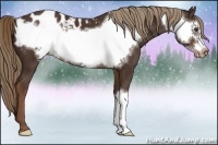 Horse Color:Liver Chestnut Frame Appaloosa 