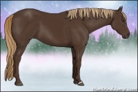 Horse Color:Liver Chestnut 