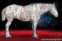 Horse Color:Bay Sabino Splash Appaloosa  and Buckskin Sabino Splash Appaloosa 