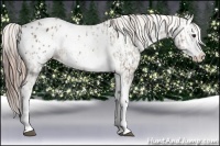 Horse Color:Chocolate Palomino Sabino Splash Appaloosa  and Liver Chestnut Sabino Splash Appaloosa 