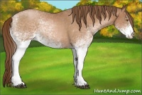 Horse Color:White Spotted Bay Pearl Rabicano 