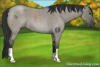 Horse Color:Grullo Roan 