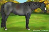 Horse Color:Black 