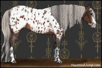 Horse Color:Brown Sabino Splash Near Leopard  and Silver Brown Sabino Splash Near Leopard 