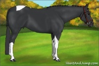 Horse Color:Black Tobiano 