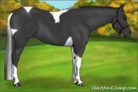 Horse Color:Black Tobiano 