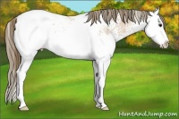 Horse Color:White Spotted Buckskin Ice Sabino Splash Appaloosa 